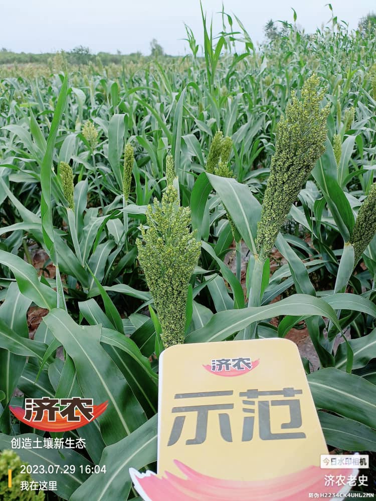 The effect of using Jinongle soil mixed fertilizer on sorghum in Chifeng Mountain, Inner Mongolia(图2)