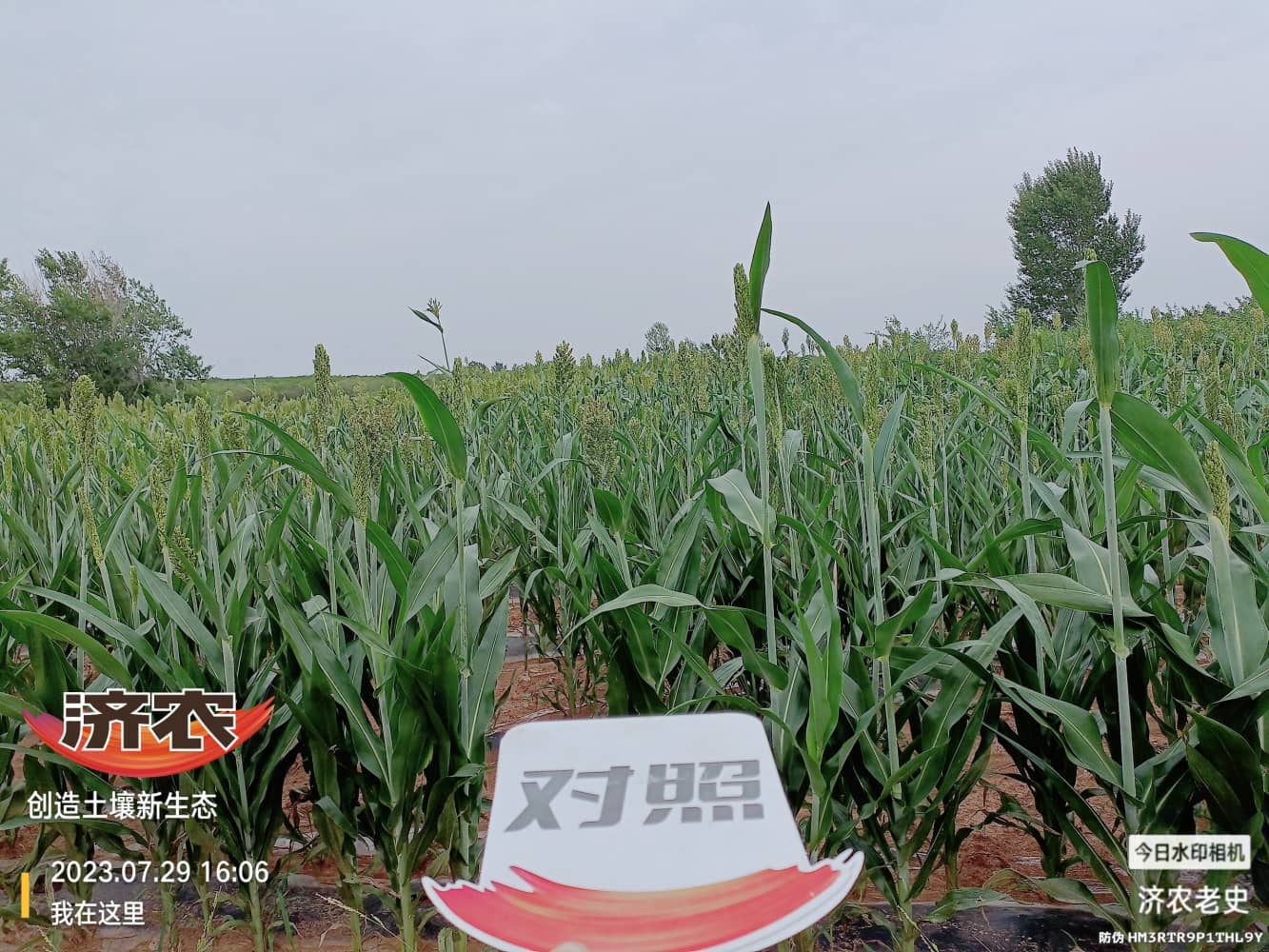 The effect of using Jinongle soil mixed fertilizer on sorghum in Chifeng Mountain, Inner Mongolia(图3)