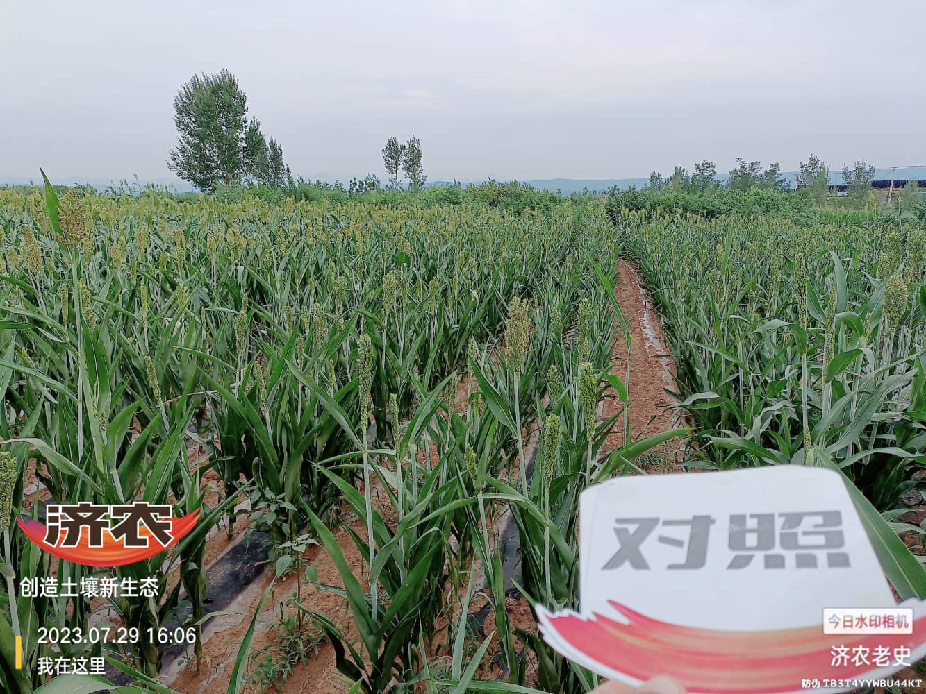 The effect of using Jinongle soil mixed fertilizer on sorghum in Chifeng Mountain, Inner Mongolia(图4)