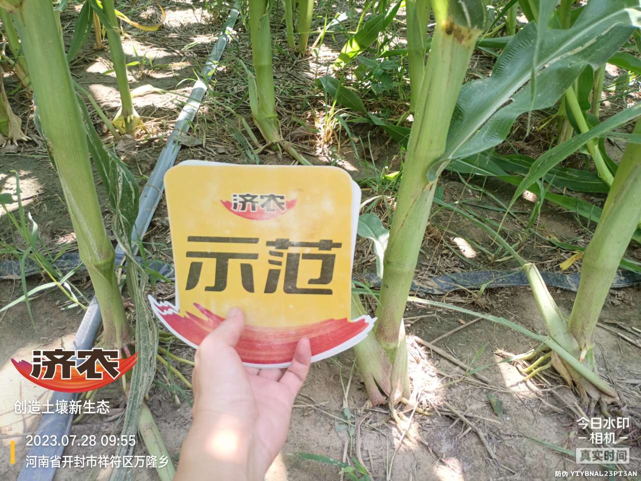 The effect of using Jinong Letu to wash and apply corn in Henan province(图1)