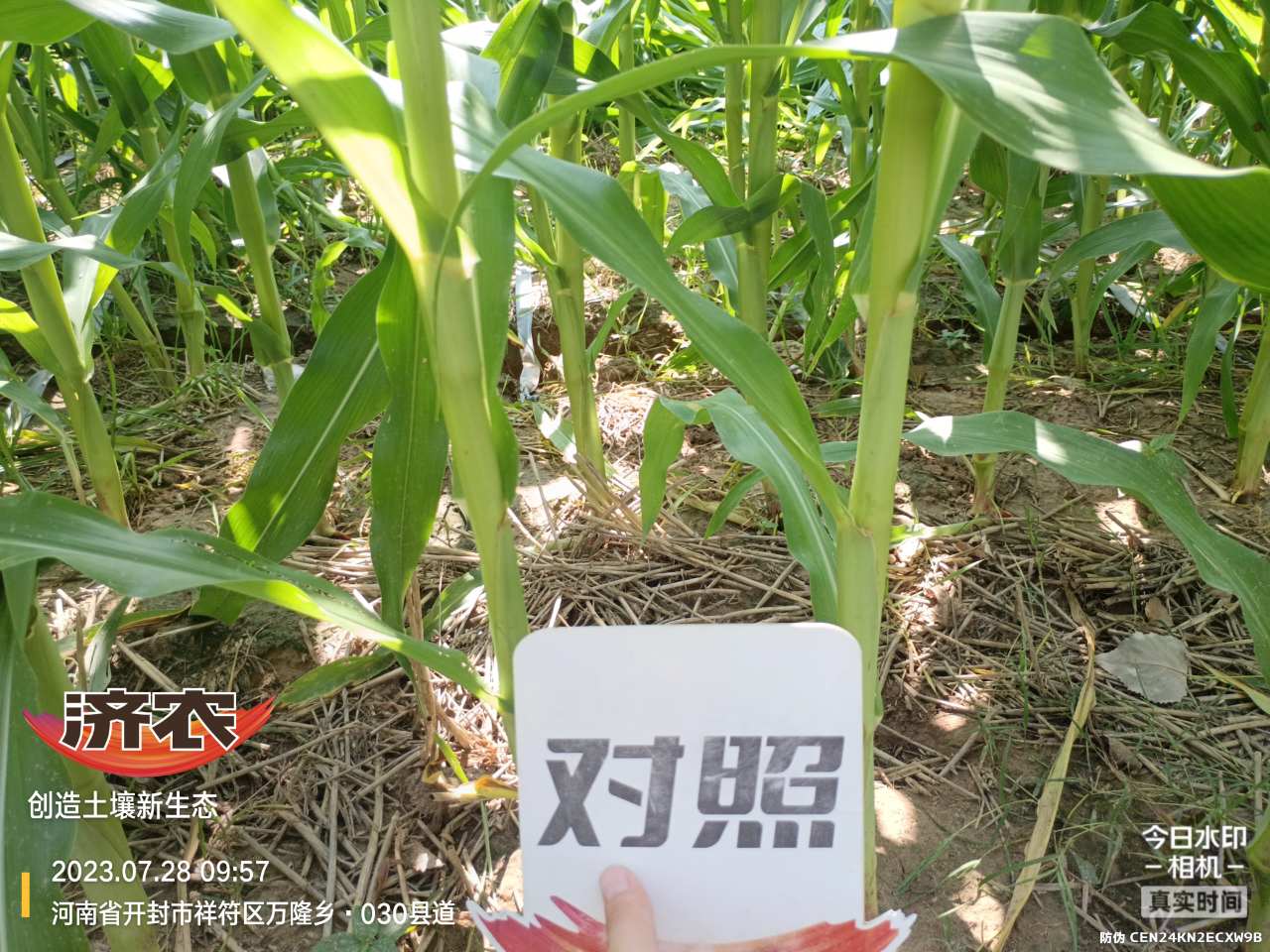 The effect of using Jinong Letu to wash and apply corn in Henan province(图2)