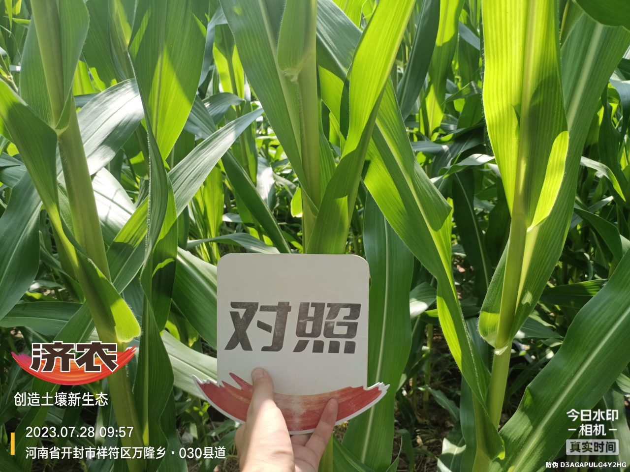 The effect of using Jinong Letu to wash and apply corn in Henan province(图4)