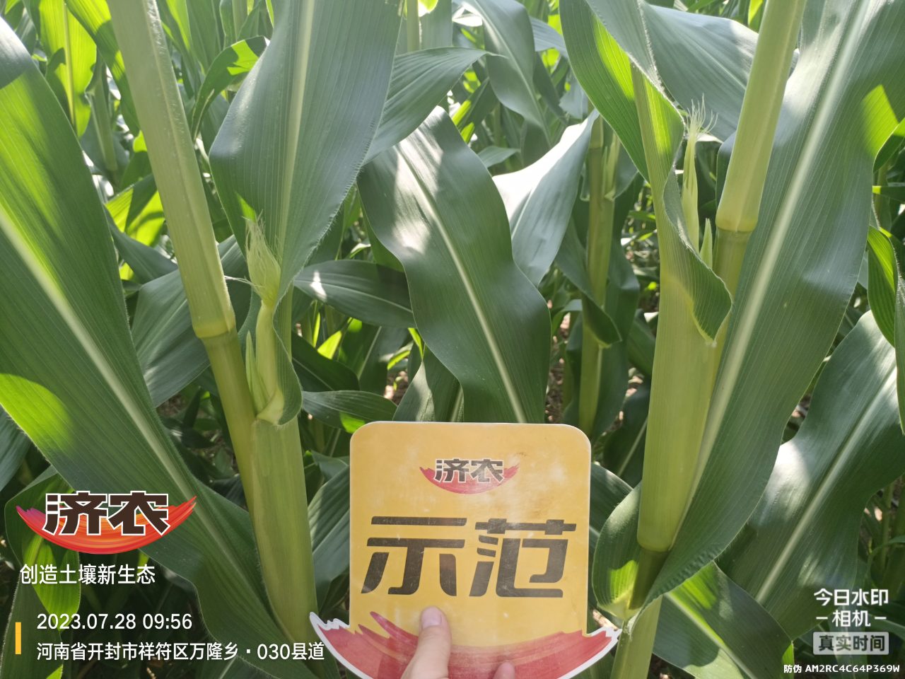 The effect of using Jinong Letu to wash and apply corn in Henan province(图3)