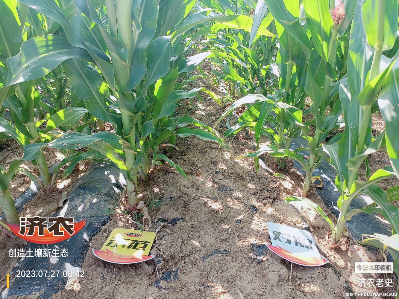 The effect of using Jinongle soil mixed with base fertilizer on corn in Chifeng, Inner Mongolia(图1)