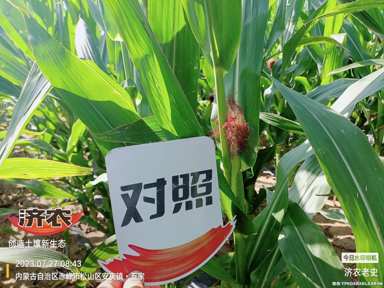 The effect of using Jinongle soil mixed with base fertilizer on corn in Chifeng, Inner Mongolia(图3)