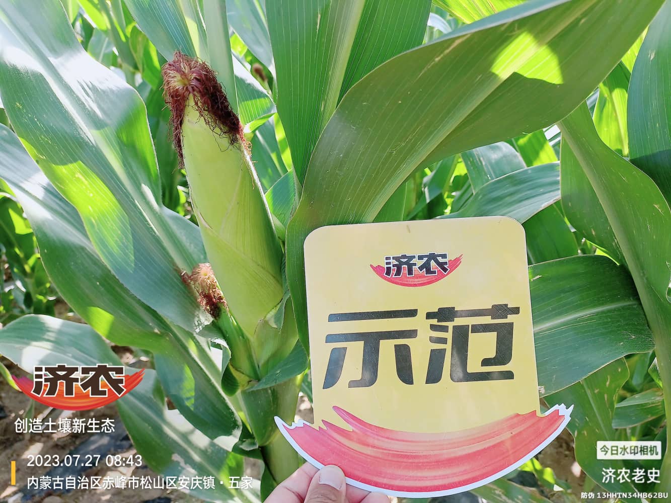 The effect of using Jinongle soil mixed with base fertilizer on corn in Chifeng, Inner Mongolia(图2)