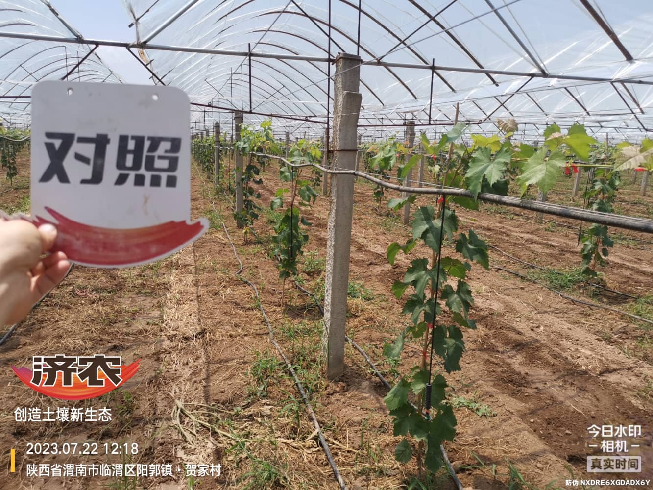 The effect of using the Jinong plan throughout the entire process of using Yangguang Rose seedlings in Weinan, Shaanxi(图2)