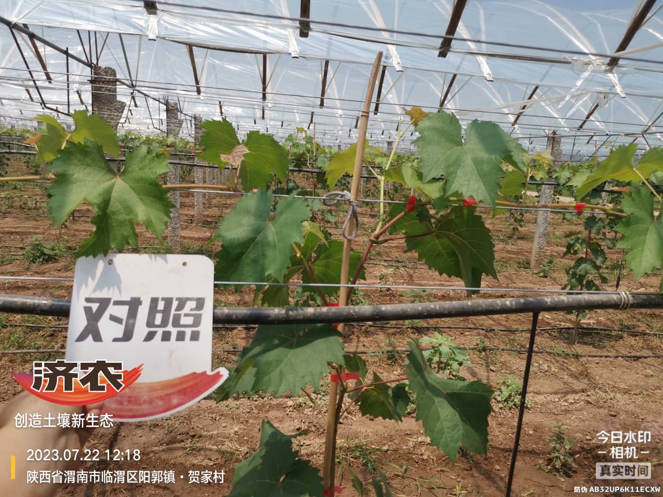 The effect of using the Jinong plan throughout the entire process of using Yangguang Rose seedlings in Weinan, Shaanxi(图4)