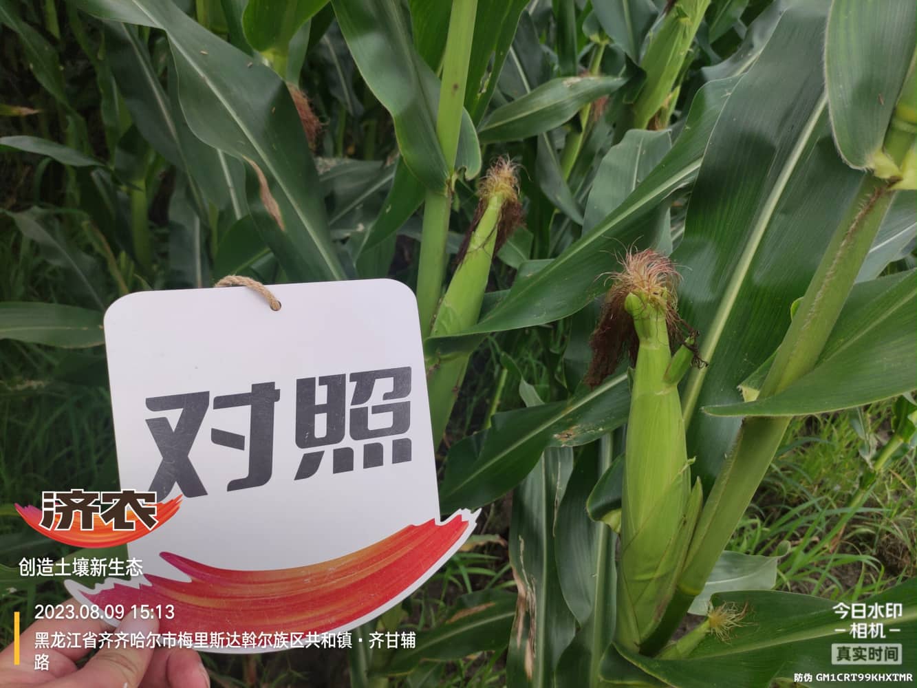 The Effect of Drip Irrigation of Corn in Heilongjiang Province on Agriculture and Land Improvement(图6)