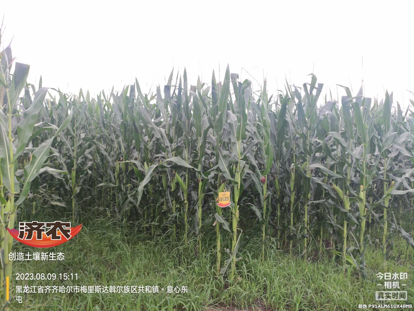 The Effect of Drip Irrigation of Corn in Heilongjiang Province on Agriculture and Land Improvement(图1)