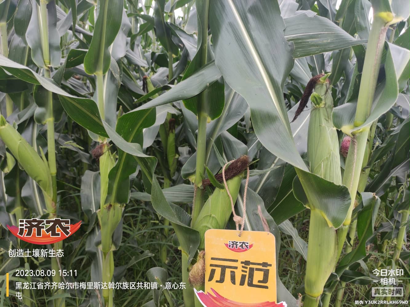 The Effect of Drip Irrigation of Corn in Heilongjiang Province on Agriculture and Land Improvement(图5)