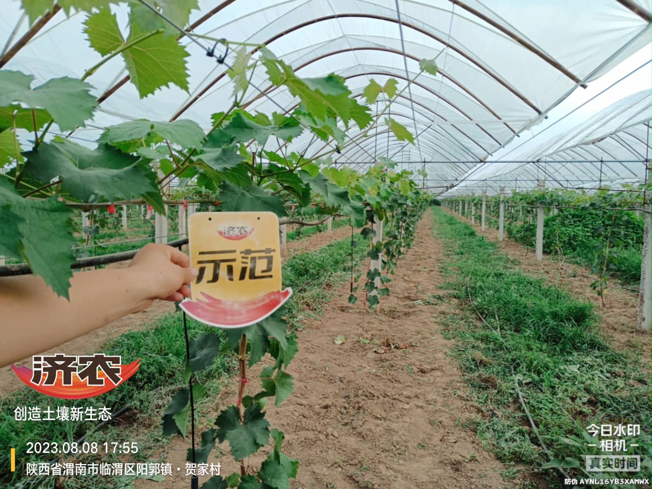 The effect of using Jinong fertilization scheme on young trees of Weinan Sunshine Rose(图1)