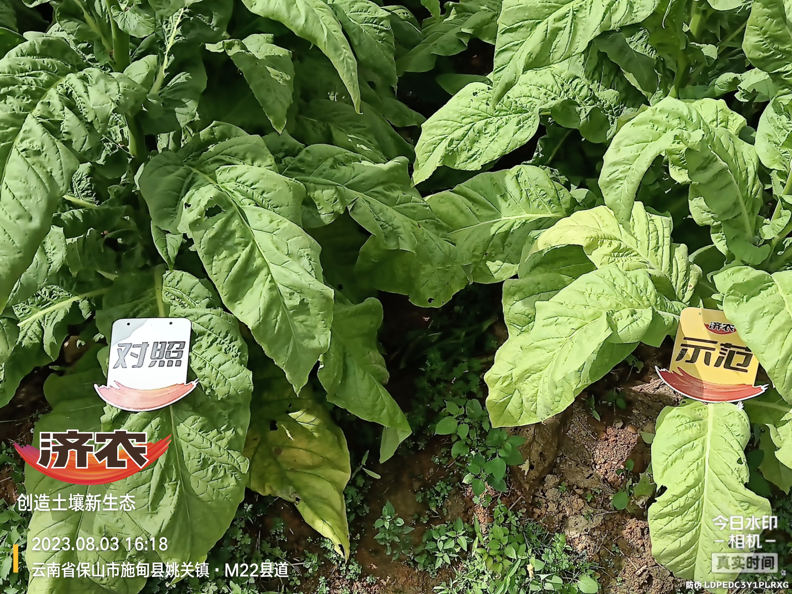 The Effect of Using Jinong Shuge in Flue-cured Tobacco in Baoshan City, Yunnan Province(图1)