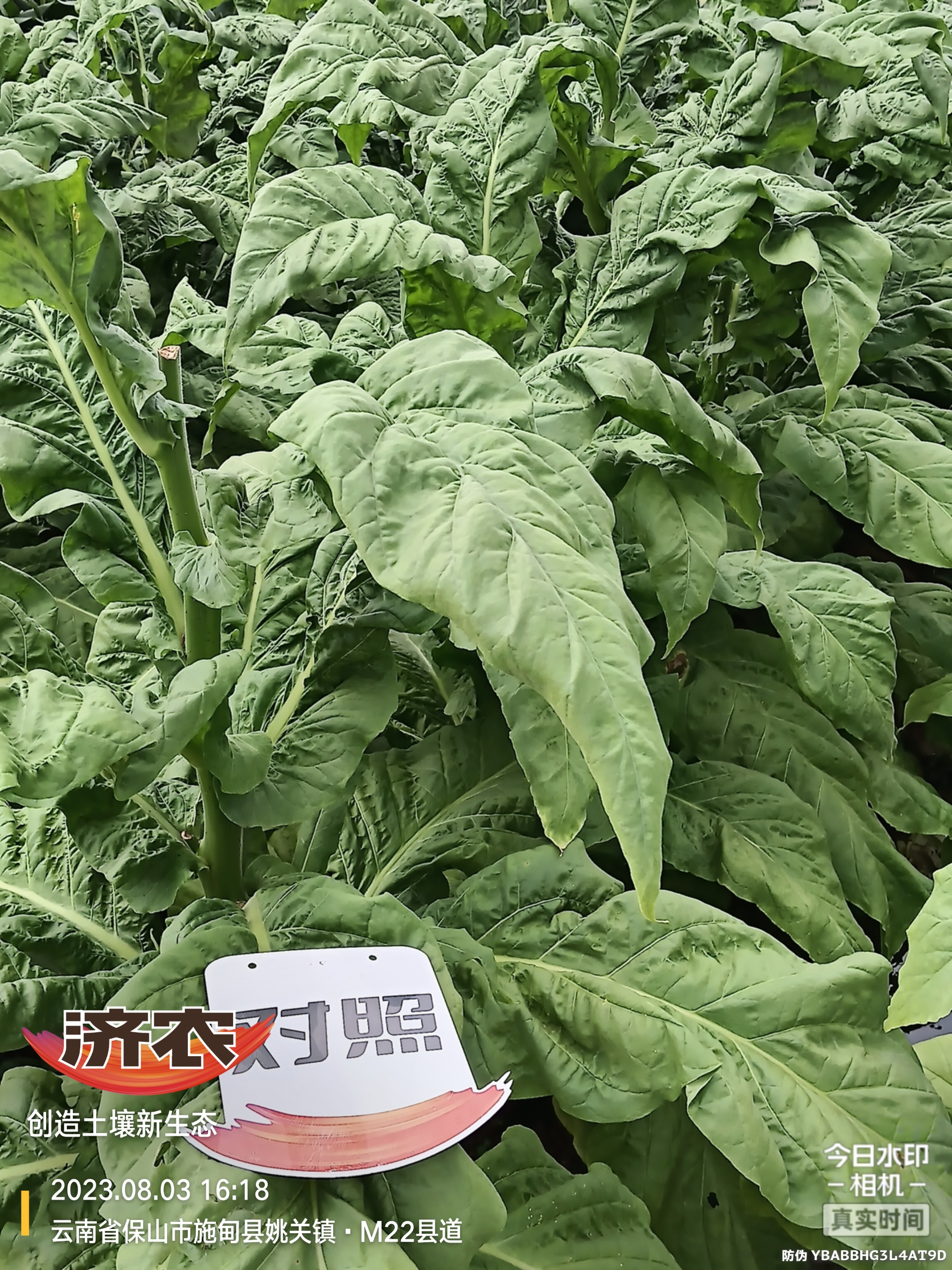 The Effect of Using Jinong Shuge in Flue-cured Tobacco in Baoshan City, Yunnan Province(图4)