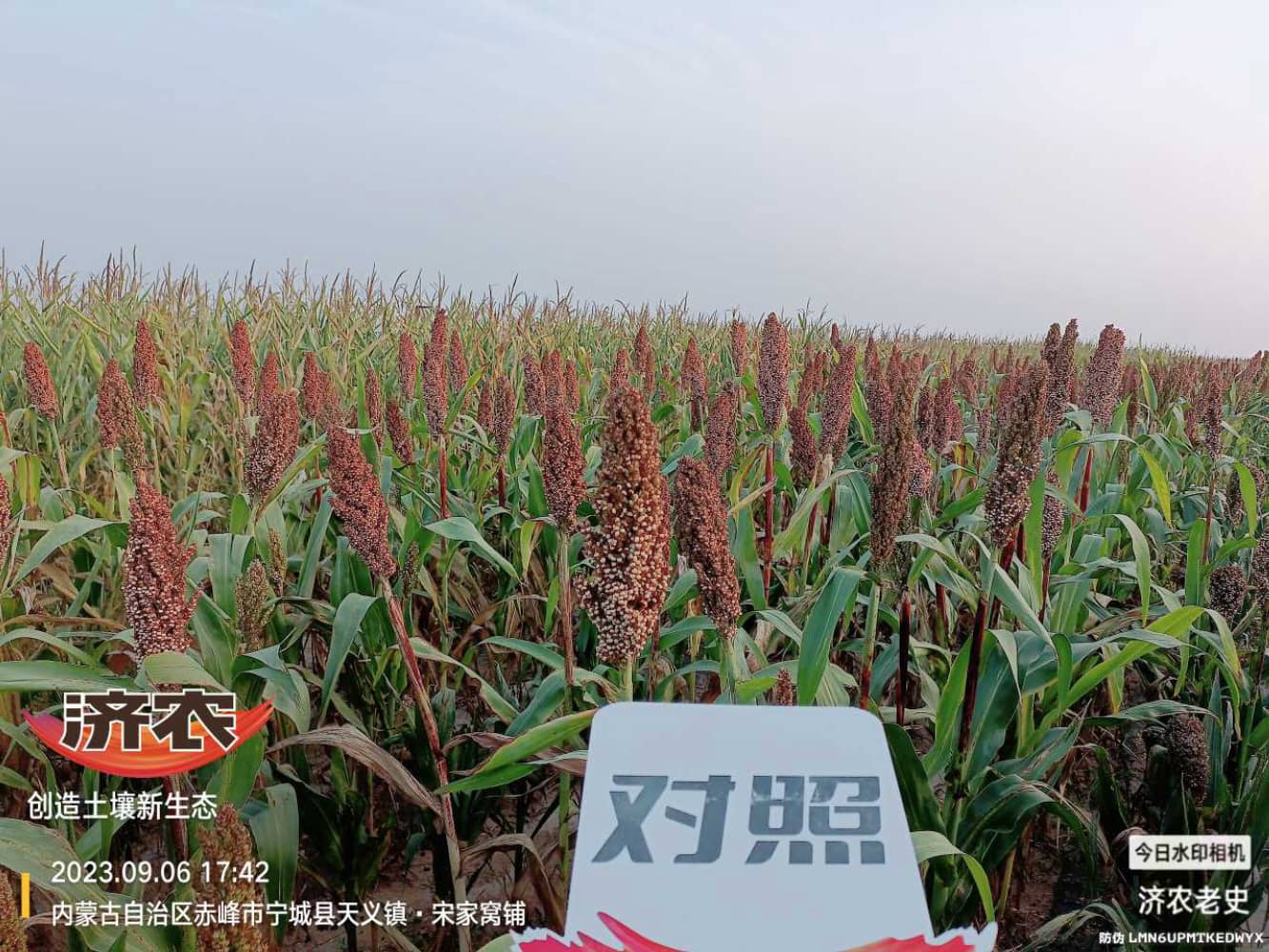 The effect of using Jinongle soil mixed with mouth fertilizer for sorghum on the slopes of Chifeng Mountain in Inner Mongolia(图2)