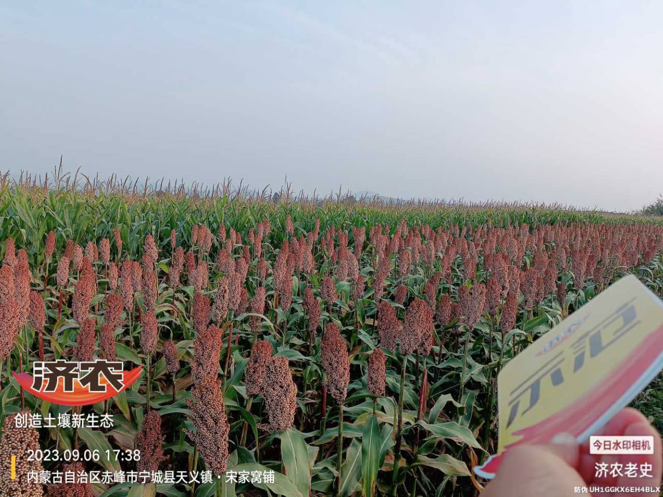 The effect of using Jinongle soil mixed with mouth fertilizer for sorghum on the slopes of Chifeng Mountain in Inner Mongolia(图1)