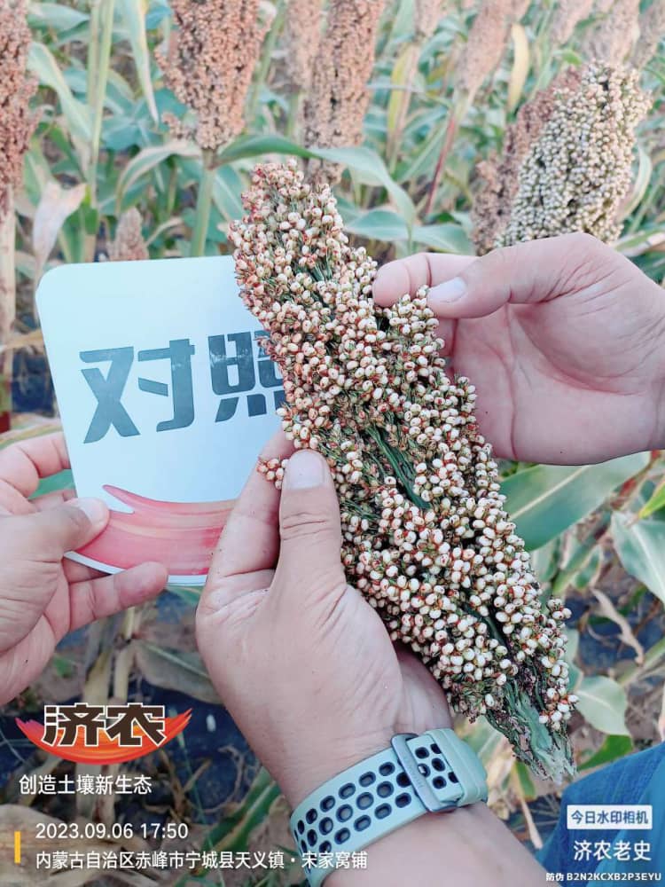 The effect of using Jinongle soil mixed with mouth fertilizer for sorghum on the slopes of Chifeng Mountain in Inner Mongolia(图4)