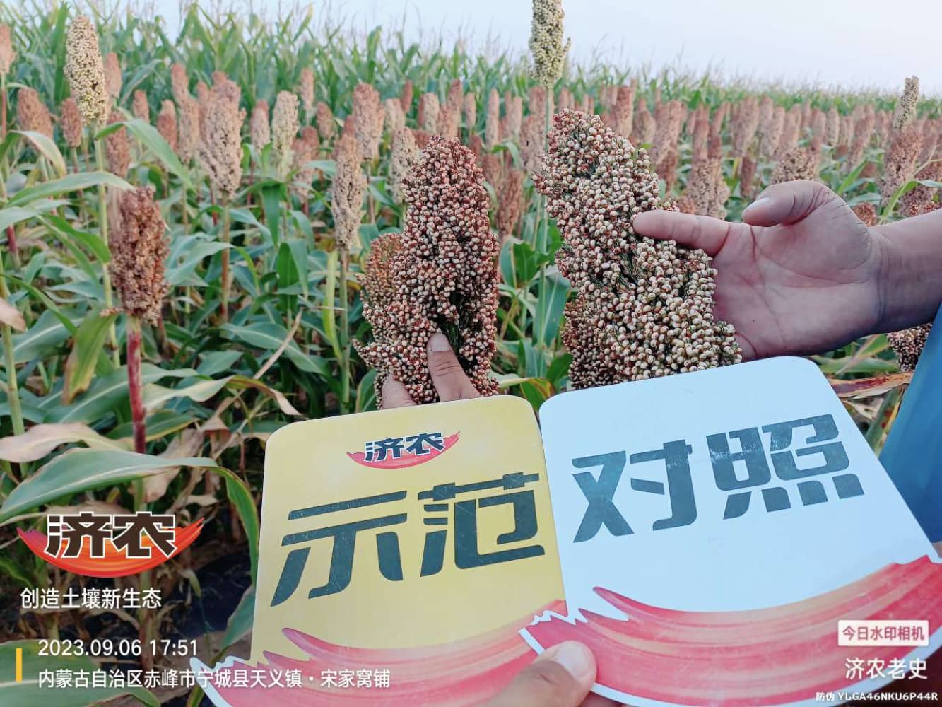 The effect of using Jinongle soil mixed with mouth fertilizer for sorghum on the slopes of Chifeng Mountain in Inner Mongolia(图5)