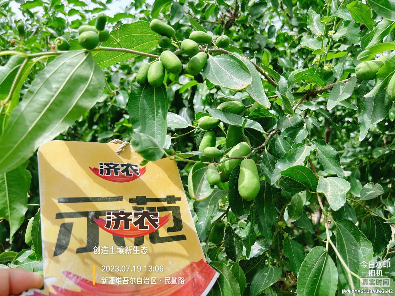 The Effect of Using Jinnong Letu for Xinjiang Red Jujube(图1)