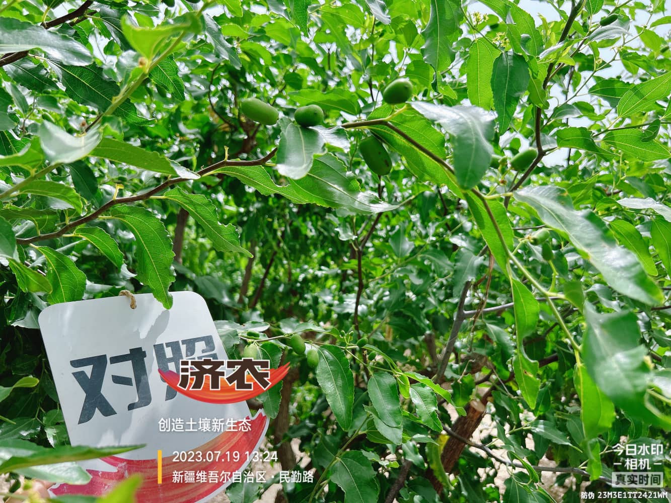 The Effect of Using Jinnong Letu for Xinjiang Red Jujube(图2)