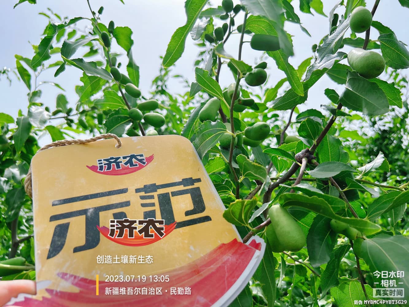 The Effect of Using Jinnong Letu for Xinjiang Red Jujube(图5)