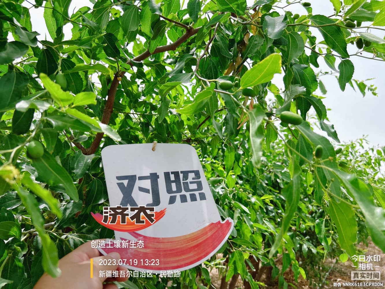 The Effect of Using Jinnong Letu for Xinjiang Red Jujube(图4)