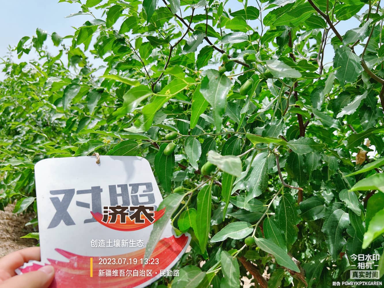 The Effect of Using Jinnong Letu for Xinjiang Red Jujube(图6)