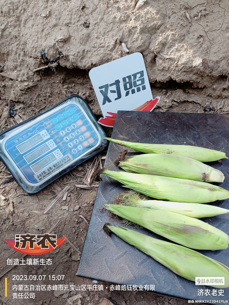 Yielding test results of using Jinong Letu to wash and apply corn in Chifeng, Inner Mongolia 1(图7)