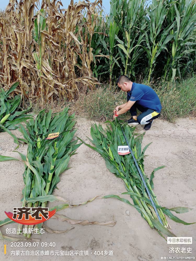 Yield measurement results of using Jinongle soil mixed with base fertilizer for corn in Chifeng, Inner Mongolia(图1)