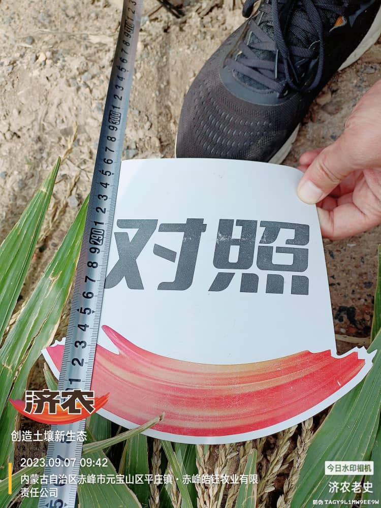 Yield measurement results of using Jinongle soil mixed with base fertilizer for corn in Chifeng, Inner Mongolia(图3)