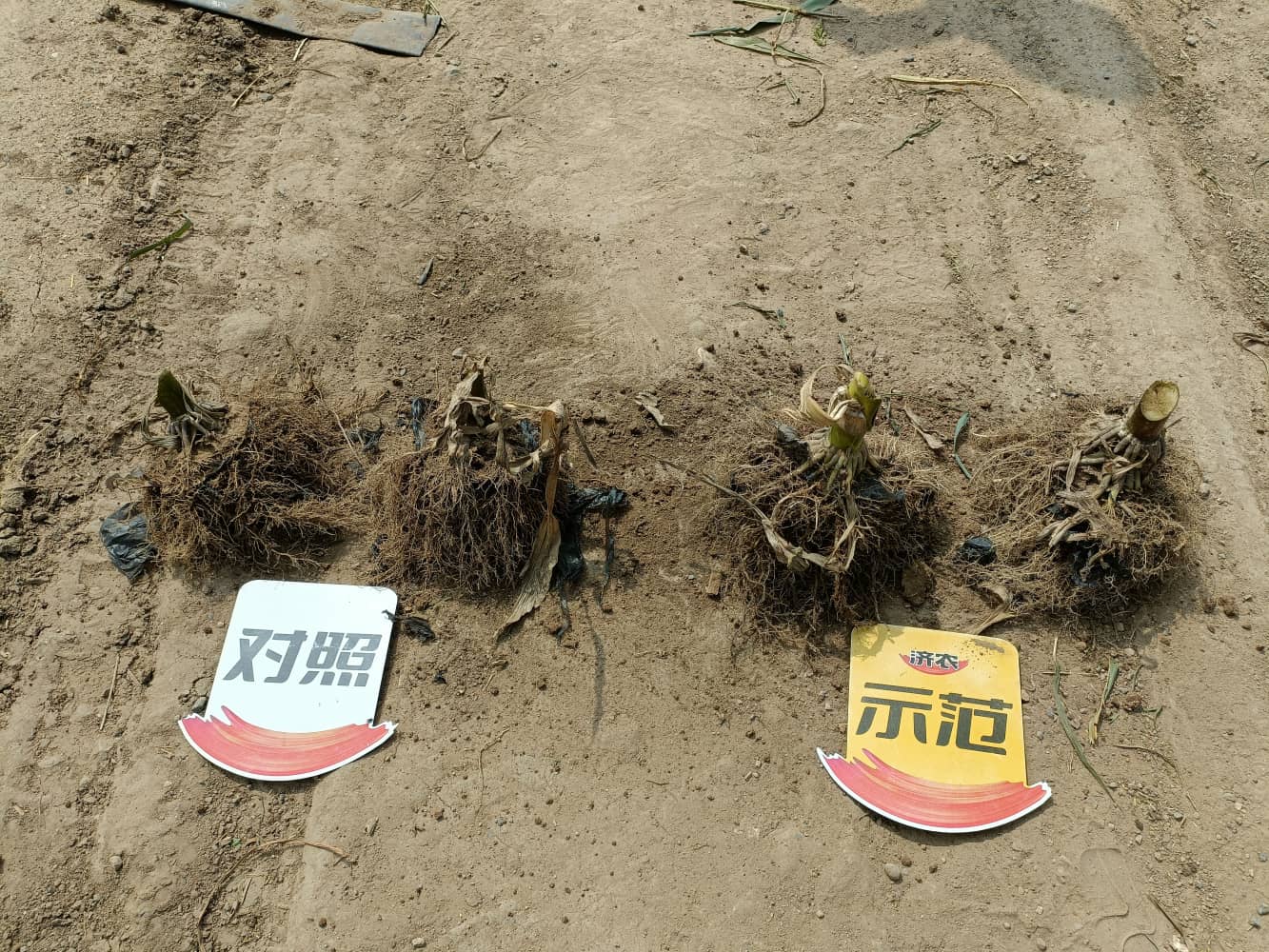 Yield measurement results of using Jinongle soil mixed with base fertilizer for corn in Chifeng, Inner Mongolia(图7)