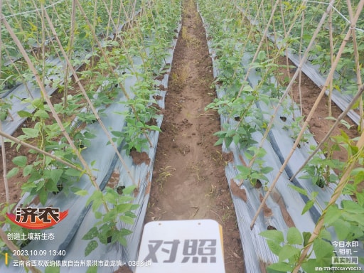 The effect of using agricultural products to irrigate the roots of cowpeas in Xishuangbanna, Yunnan(图2)