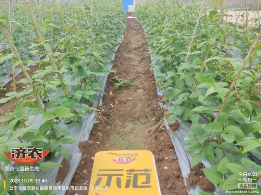 The effect of using agricultural products to irrigate the roots of cowpeas in Xishuangbanna, Yunnan(图1)