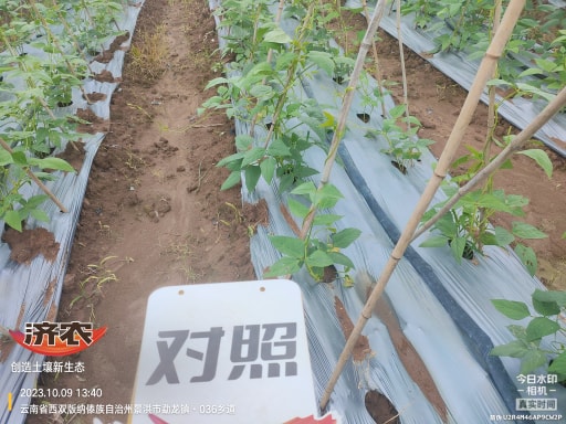 The effect of using agricultural products to irrigate the roots of cowpeas in Xishuangbanna, Yunnan(图4)