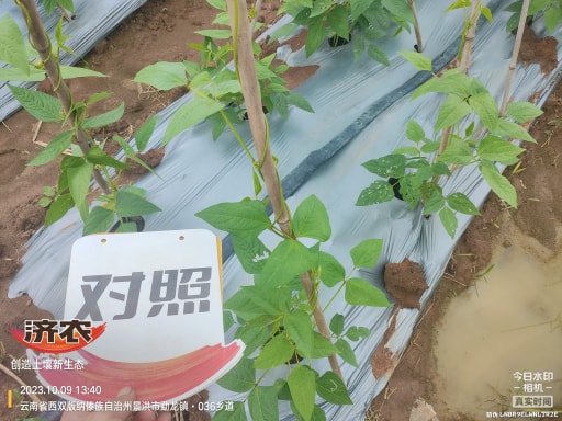 The effect of using agricultural products to irrigate the roots of cowpeas in Xishuangbanna, Yunnan(图6)