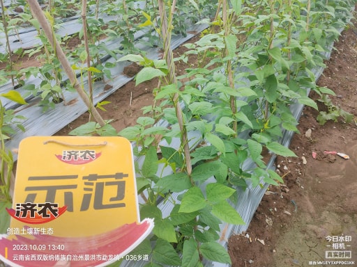 The effect of using agricultural products to irrigate the roots of cowpeas in Xishuangbanna, Yunnan(图3)