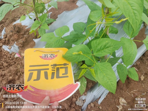 The effect of using agricultural products to irrigate the roots of cowpeas in Xishuangbanna, Yunnan(图5)