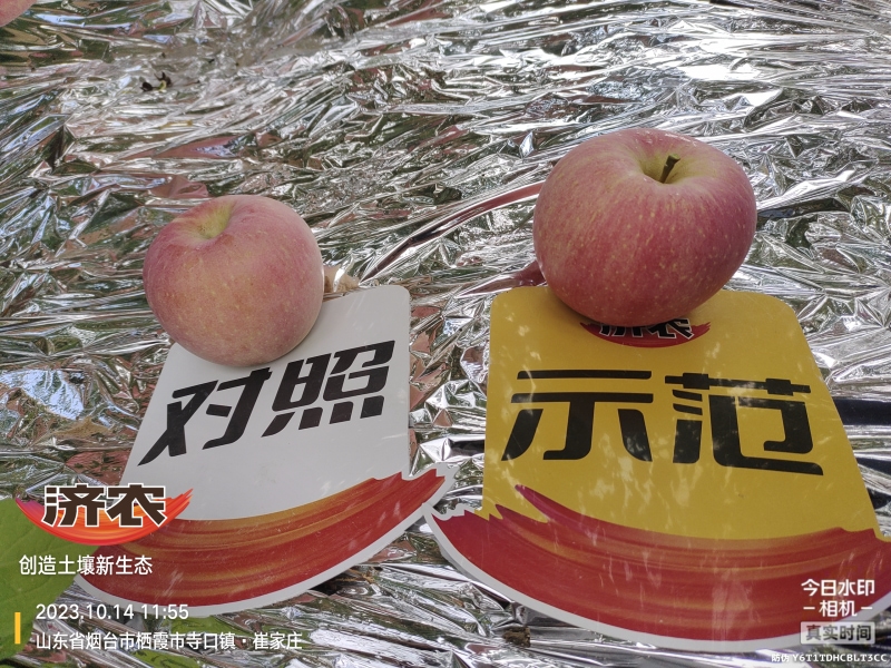 The effect of using Jinong Letu for apples in Yantai, Shandong(图2)