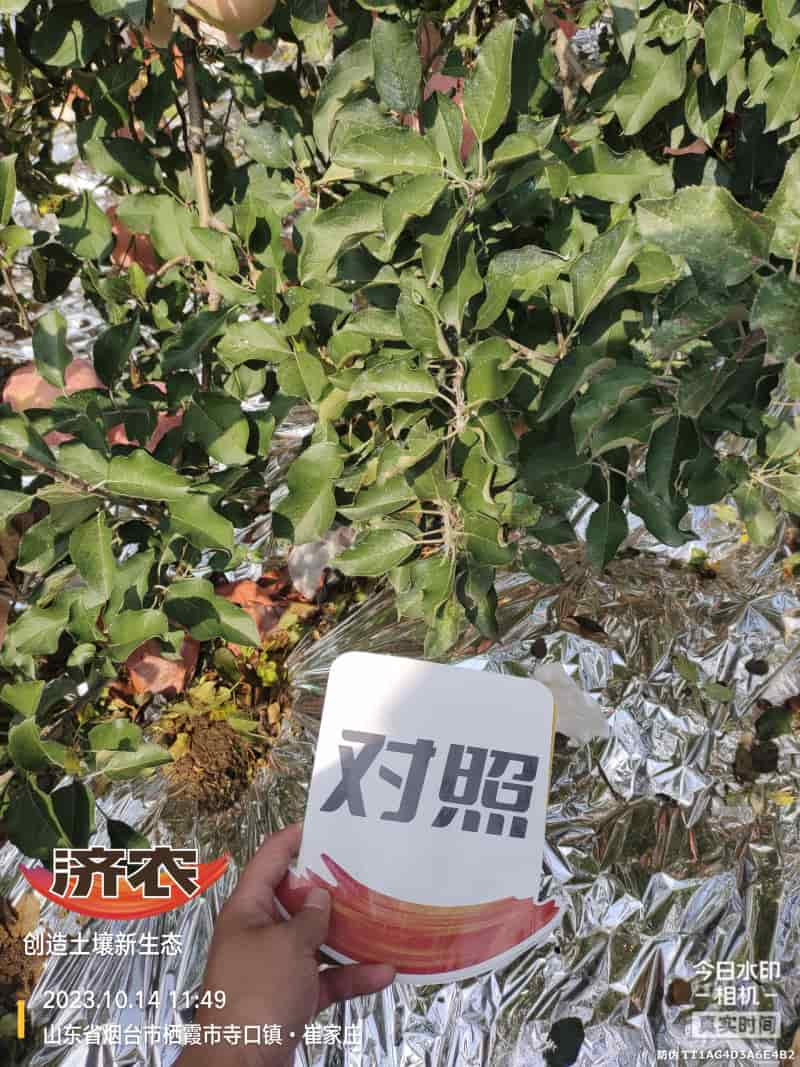 The effect of using Jinong Letu for apples in Yantai, Shandong(图6)