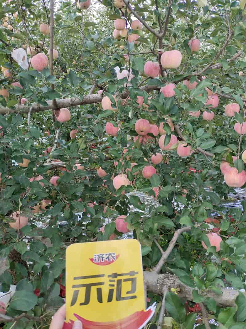 The Effect of Using Jinong Letu for Striped Apples in Yantai, Shandong Province(图1)