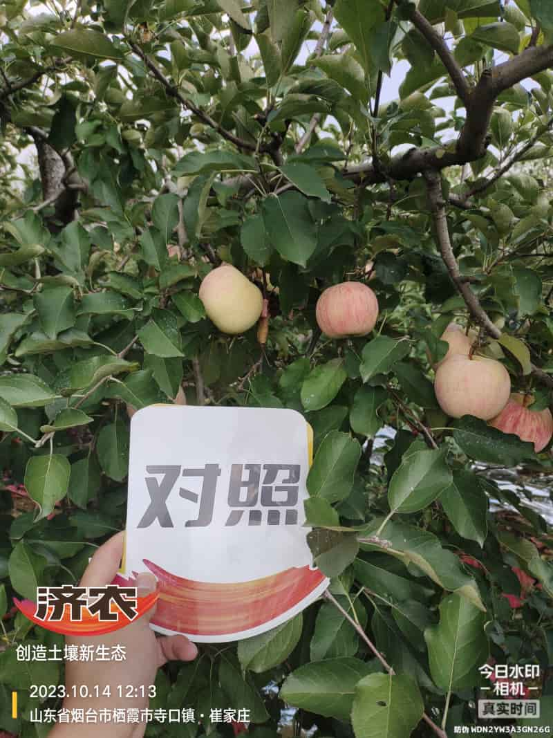 The Effect of Using Jinong Letu for Striped Apples in Yantai, Shandong Province(图6)