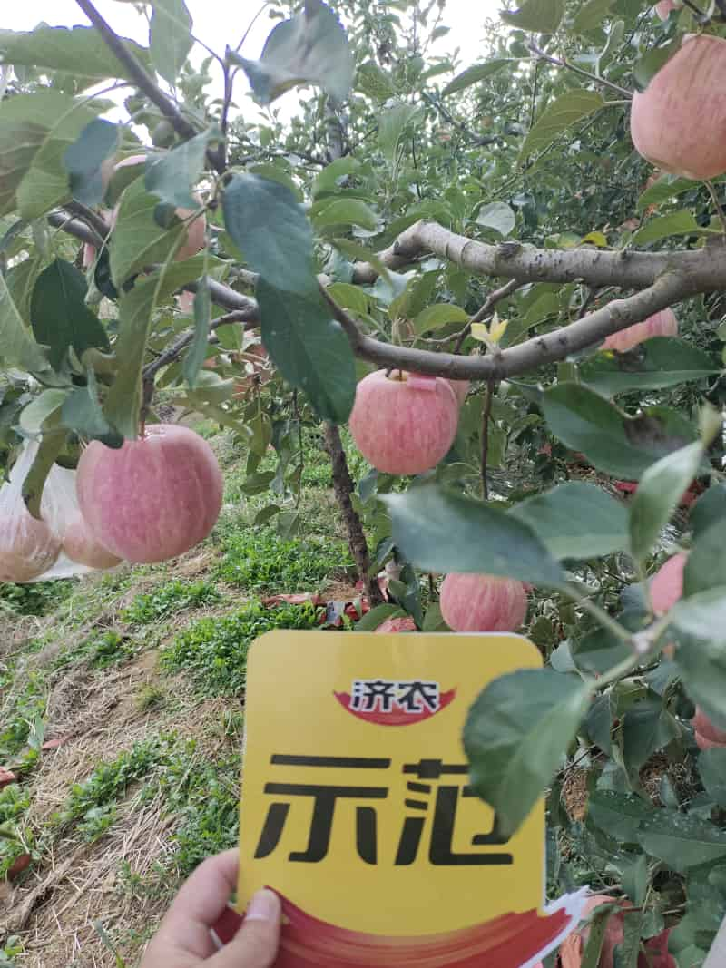 The Effect of Using Jinong Letu for Striped Apples in Yantai, Shandong Province(图5)