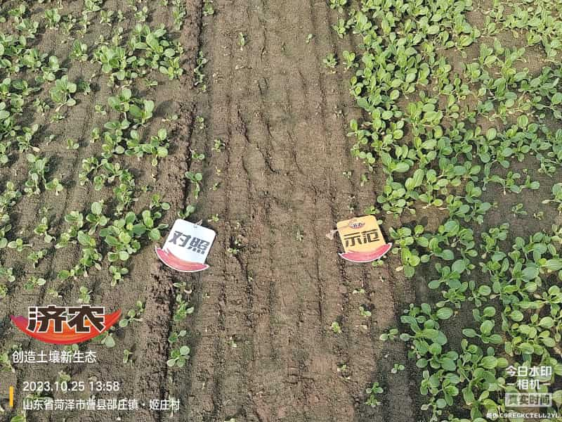 The Effect of Using Jinan Agricultural Products for Rapeseed in Heze, Shandong Province(图1)