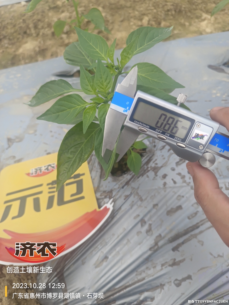 The effect of using agricultural products in Guangdong chili peppers(图7)