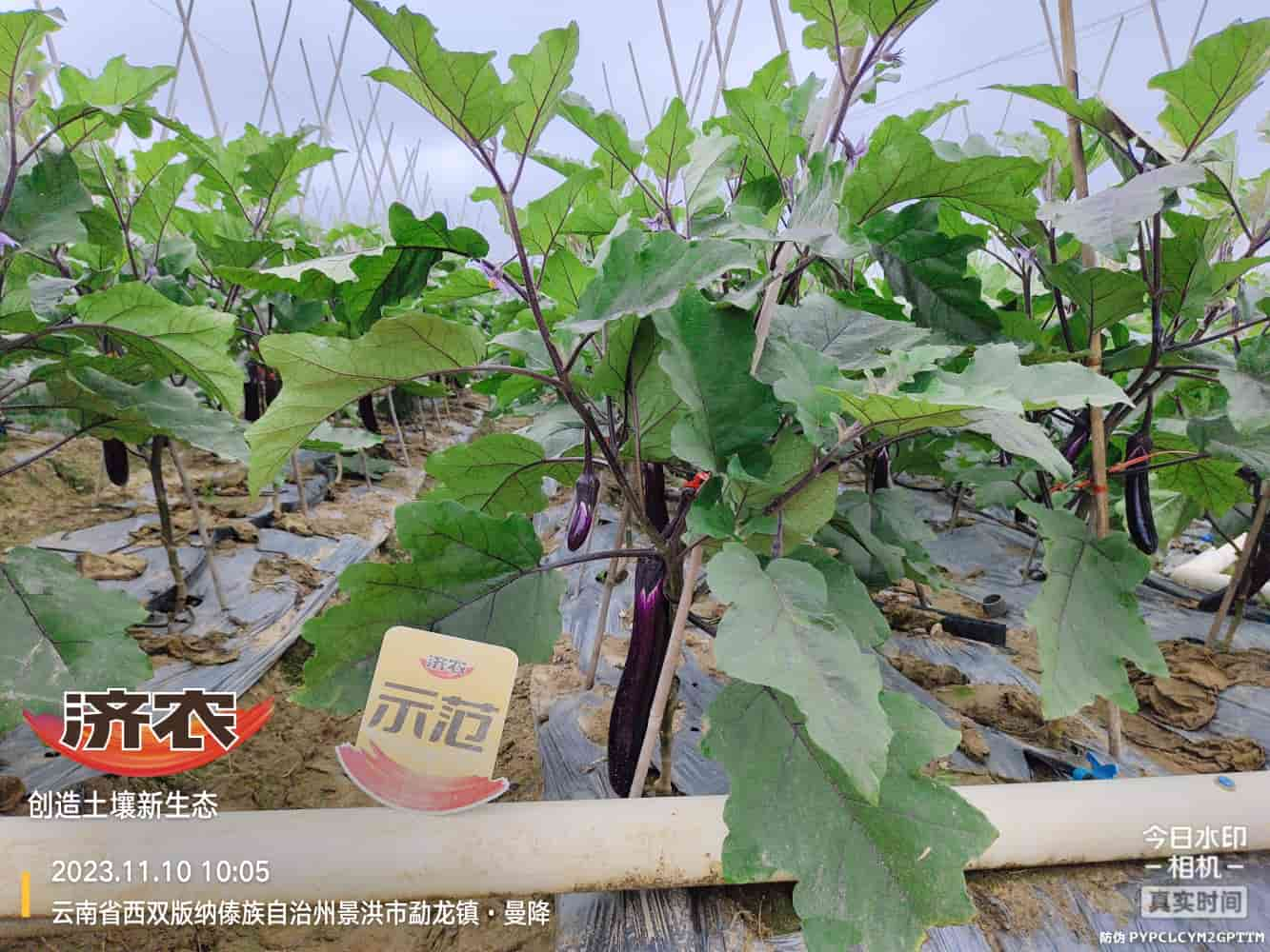 The Effect of Using Jinong Letu with Eggplant in Xishuangbanna, Yunnan(图3)