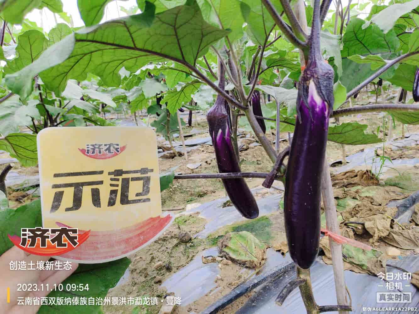 The Effect of Using Jinong Letu with Eggplant in Xishuangbanna, Yunnan(图5)