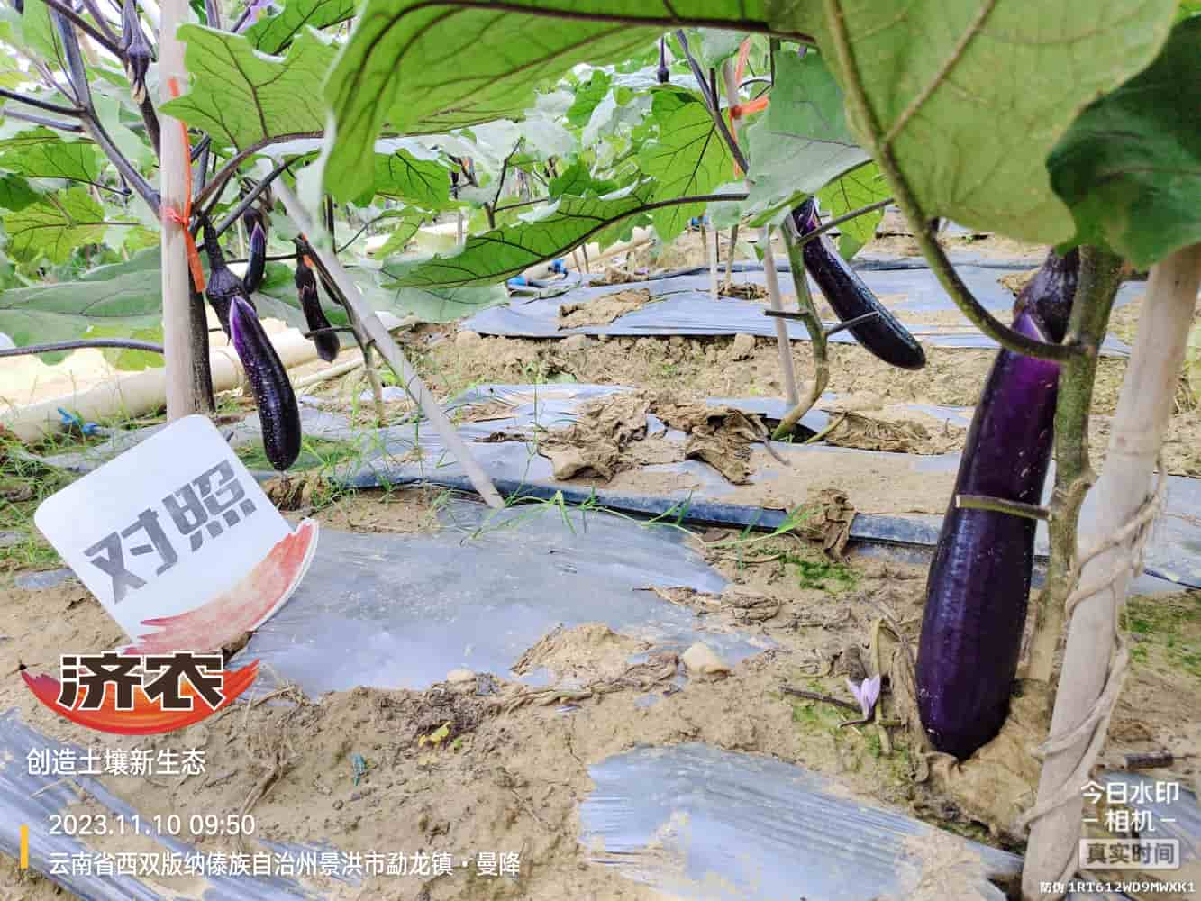 The Effect of Using Jinong Letu with Eggplant in Xishuangbanna, Yunnan(图6)