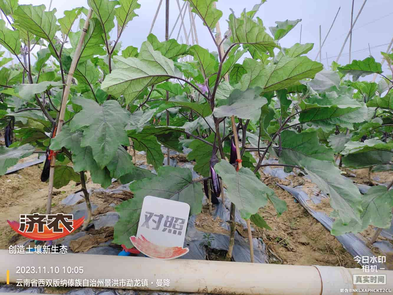 The Effect of Using Jinong Letu with Eggplant in Xishuangbanna, Yunnan(图4)