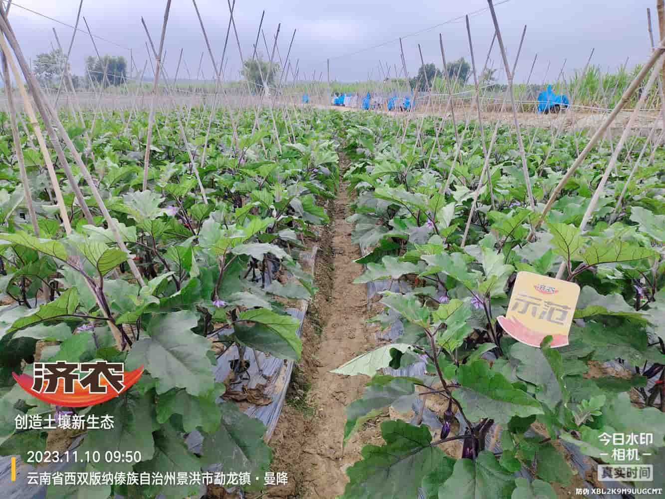 The Effect of Using Jinong Letu with Eggplant in Xishuangbanna, Yunnan(图1)