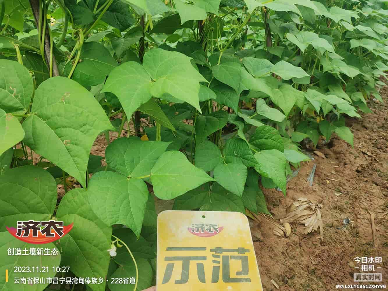 The effect of using agricultural products with gluten free beans in Baoshan, Yunnan(图4)